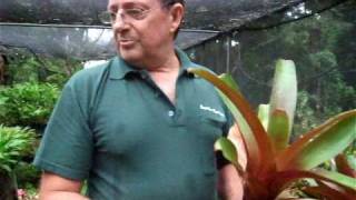 Bromeliad Plant Care  Paradise Distributors Tip of the Week [upl. by Arammahs37]