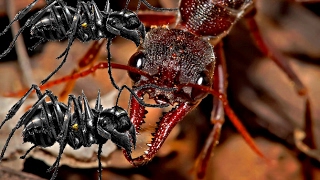 bull ant vs bullet ant  Brave Bull Ant sting and bite bullet ants eating [upl. by Zubkoff]