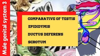 Male genital system 🦥 Comparative of Testis 🐾 Epididymis 🦁 Ductus deferens 🐒 Scrotum 🐫 Part 3 [upl. by Lamoureux]