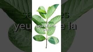 Feuilles de Goyave  Une Source Naturelle de Bienfaits pour la Santé [upl. by Eiveneg]