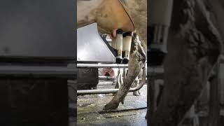 Robotic milking fullwood JOZ merlin M2 [upl. by Voltmer]