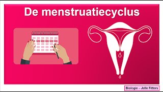 Voortplanting  Menstruatiecyclus [upl. by Ellebyam]