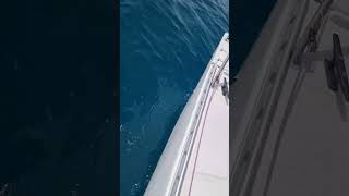 sailing vela sailboat vento travel wind boatlife [upl. by Merchant404]