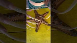 Kuku panjang menggaruk bintang laut  playing starfish with toenails amp long nails [upl. by Ace]