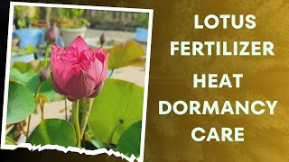 ছাদ বাগানে পদ্মফুল গাছের সম্পূর্ণ পরিচর্যা। How to Fertilize Lotus Plant in PotsHeat Dormancy Care [upl. by Fernas]