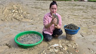 Harvesting Carp In The Field  Prepare amp Enjoy 3 Fish Dishes  Ly Thi Ca [upl. by Damiano]