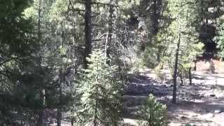 Slate creek Plumas NATIONAL FOREST [upl. by Nitsugua]