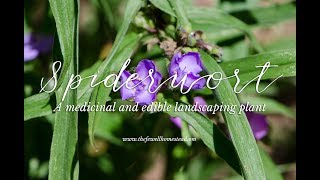 Spiderwort  A Medicinal and Edible Landscaping Plant [upl. by Alemrac]