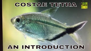 Costae Tetra  Moenkhausia Costae an Introduction [upl. by Ilek]