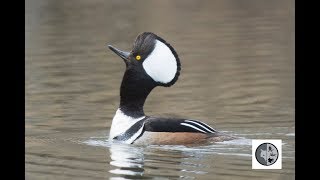 Hooded Merganser  Courtship and mating [upl. by Naegem303]