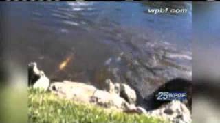 On Camera Boca Raton Otter Attack [upl. by Enela]