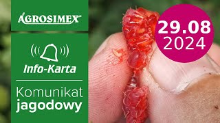 Muszka plamoskrzydła i zabiegi w trakcie zbioru owoców  komunikat jagodowy  Agrosimex [upl. by Lalo]