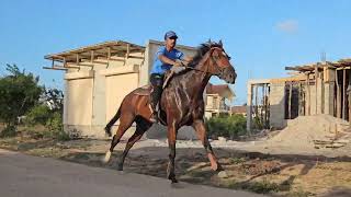 dossa horse riding stable [upl. by Merce]