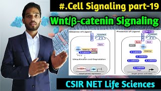 Wntβcatenin signaling Pathway  Cell signaling Part19  CSIR NET Life Sciences [upl. by Conant903]