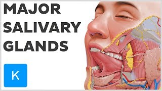 What are the Major Salivary Glands  Human Anatomy  Kenhub [upl. by Asor437]