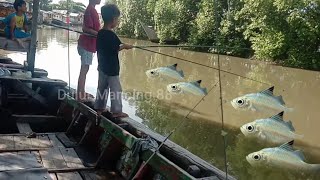 Amazing  daly river fishing 🐠🎣  fishing fish [upl. by Saunder982]