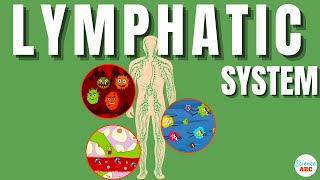 Lymphatic System Explained In Simple Words [upl. by Trebo]