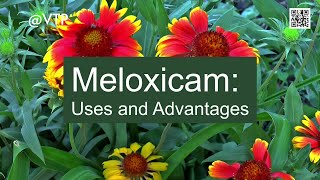 An explanation of meloxicam in English highlighting its uses and advantages 💊 [upl. by Stieglitz]