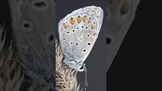 Common Blue butterfly in detail macrophotography macro zoom entomology nature [upl. by Croteau]