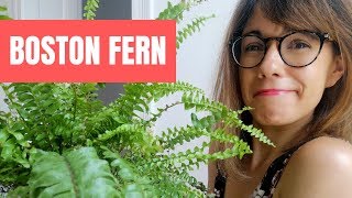 Boston fern care  Nephrolepis exaltata care [upl. by Lucinda438]