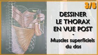 ANATOMIE  LE THORAX EN VUE POST  3 Muscles de la coiffe des rotateurs et M Thoracoscapulaires [upl. by Olsewski696]