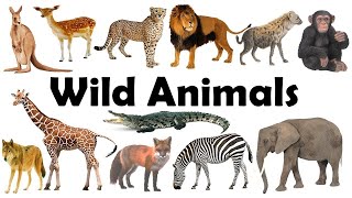 Animals name  Animals name in english  Animal vocabulary 🐼🐯🦁🐮🐷🐨🐻‍❄️🐵🙈🐻🦊🐰🐹🐭 [upl. by Mclyman846]