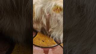 Ascites in dog [upl. by Meluhs]