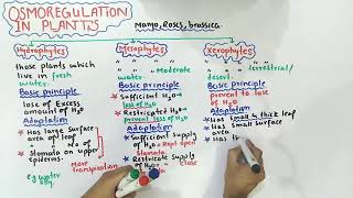 Osmoregulation in plants  mesophytes xerophytes And hydrophytes  Class 12 Biology [upl. by Zednanreh935]