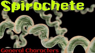 Spirochetes in hindi  Spirochetes microbiology in hindi [upl. by Gelasius]