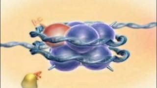 Chromatin Histones and Modifications Rate My Science [upl. by Flita]