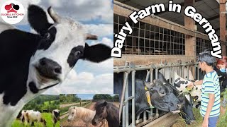 Dairy Farm Tour in Germany  Fresh Milk in dairy farm [upl. by Tsui]