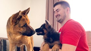 German Shepherd Meets German Shepherd Puppy for the First Time [upl. by Alon]