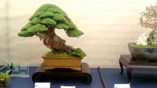 Importanti Bonsai Italiani  XX Congresso UBI Arcobonsai 2016 [upl. by Rimisac482]