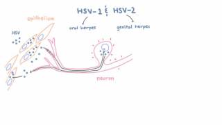 HSV 1 and 2  Pathogenesis of Oral and Genital Herpes [upl. by Ultun521]