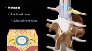 Cavernous Sinus  Location Drainage amp Function  Human Anatomy  Kenhub [upl. by Drisko715]