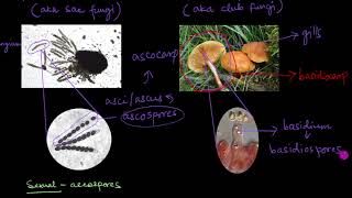 Classification of Fungi  Biological Classification  Biology  Khan Academy [upl. by Crellen642]