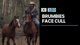 Efforts to cull brumbies have met fierce resistance  730 [upl. by Enyrhtak]