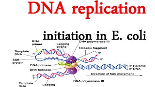 DNA replication initiation in E coli [upl. by Beora349]