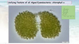 Cyanobacteria What you Need to Know – Part 1 Cyanobacteria Biology and Toxin Formation [upl. by Lonna]