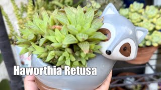 Haworthia Succulent Plant Propagation [upl. by Hokanson]