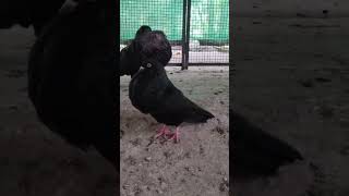 pouter pigeongaditano pouter pigeon pricemalayalampouter pigeon breedingpouter pigeonsuper [upl. by Atileda]