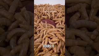 10 000 Mealworms vs RAW LIVER [upl. by Faubion]