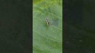 Longlegged Fly sees a Water Treader [upl. by Amitaf660]