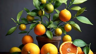 PLANTAS FRUTALES CARGADAS NARANJA LIMON IGO Y OTRAS [upl. by Aihsemak]