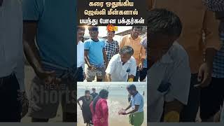 கரை ஒதுங்கிய ஜெல்லி மீன்களால் பயந்து போன பக்தர்கள்  Thiruchendur  Shorts  Sun News [upl. by Egiedan820]