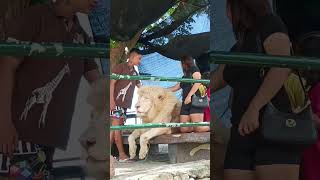 WHITE LION AT BALUARTE ZOO VIGAN ILOCOS SUR [upl. by Ibur345]