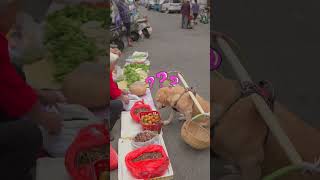 dog listens to the stall owner’s recommendation to buy persimmons狗狗聽攤主推薦買柿子 [upl. by Bultman]