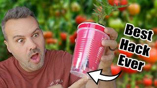 Best Way to Start Tomato Seeds Indoors or Outdoors [upl. by Cristal703]