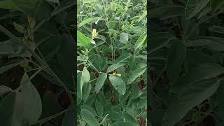 Pigeon Pea  Proteinaceous Pulse nature plants protein delicious shorts [upl. by Fin572]