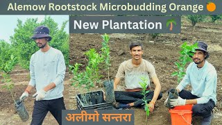 🍊Orange Alemow Rootstock Microbudding New Plantation 🌳 orangefarm farming orchard [upl. by Ahtekahs]